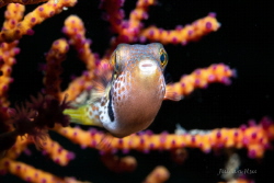 Saddled Pufferfish (Canthigaster valentini) juvenile by Julian Hsu 